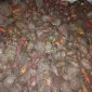 Продам кормовий буряк - фото № 1