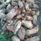 Продається кормовий буряк жовтий білий 10 грн - фото № 1