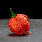 Гострий перець Carolina Reaper на продаж - фото № 1