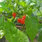 Перець гострий Carolina Reaper - фото № 1