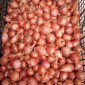 Цибуля кущівка шалот на продаж - фото № 1