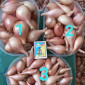 Лук кущевка, цибуля сімейка кущівка-шалот на продажу - фото № 1