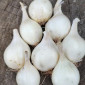Цибуля кущівка - три сорти для посадки - фото № 1