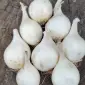 Кущовка/лук шалот/цибуля кущівка - фото № 1