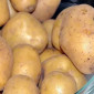 Продаю насіннєву картоплю Карелія, кг - фото № 1