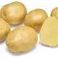 Картопля на посадку Твістер 2,5 кг ,1 репродукція - фото № 1