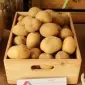 Насіннєва картопля Рів'єра 2,5 кг (1 репродукція) - фото № 1
