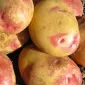 Картопля "Пікассо" насіннєва пізньостигла - фото № 1