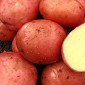 Картопля 'Белла Росса' насіннєва рання 5кг - фото № 1
