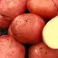 Картопля "Белла Росса" насіннєва рання 5кг - фото № 1