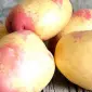 Картопля "Пікассо" насіннєва пізньостигла 10 кг - фото № 1