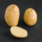 Насіннєва картопля Мелоді, 2 репродукція - фото № 1