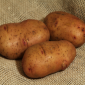 Рання картошка Тирас для посадки - фото № 1
