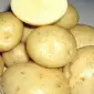 Продам картоплю на посадку сорту Санте,Слов'янка - фото № 1