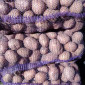Продажа картошки на посадку Белла Роса и Санте - фото № 1