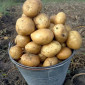 Картофель на посадку сортов Санте и Белороса - фото № 1