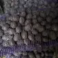 Продам семенной картофель Мелоди - фото № 1
