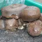 Блоки грибів Королівська вешенка - фото № 1