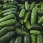 Пропонується огірок з Туреччини та Азербайджану - фото № 1