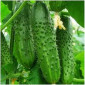 Огірки відкритого ґрунту 6–9 см оптом - фото № 1