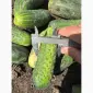 Продам огірок грунтовий оптом вибірка від 7 тонн. Огірок оптом - фото № 1