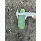 Продам огірок грунтовий оптом вибірка від 7 тонн. Огірок оптом - фото № 3