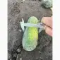 Продам огірок грунтовий оптом вибірка від 7 тонн. Огірок оптом - фото № 4