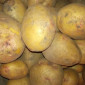 Картопля сортів Адретта, Пікассо, Славянка, Рокко - фото № 2