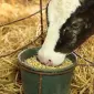 Кукуруза кормовая - фото № 1
