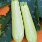 Насіння Кабачок Искандер F1 від Seminis - фото № 1