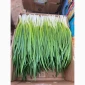 Продаж зеленої цибулі перо оптом - фото № 2