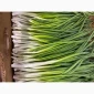 Перо. Зелёный лук в продаже - фото № 3