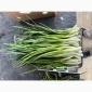 Свіжа зелена цибуля на продаж - фото № 3