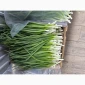 Свіжа зелена цибуля на продаж - фото № 6