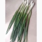 Зеленая луковица перо на продажу - фото № 1