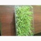Продажа микрозелени различных культур - фото № 4
