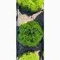 Продам салат - фото № 3