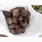 Продам буряк столовий Монті - фото № 4