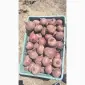 Продам товариний Буряк - фото № 1