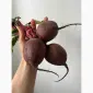 Куплю буряк - фото № 1