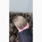 Закупка буряка столового оптом в Хмельницком - фото № 1