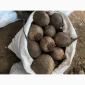Продаж буряка круглого та довгого - фото № 1