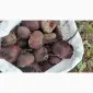 Продам буряк Зепо маю обєм - фото № 1