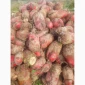 Кормовий буряк на продаж 60 тонн - фото № 1