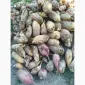 Продам кормовий буряк - фото № 1