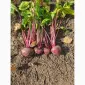 Продам буряк венігретний сорт Зепо - фото № 1