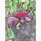 Продам буряк венігретний сорт Зепо - фото № 2