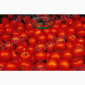Томати «Ред Скай f1» та «Фабер f1» 400 тонн - фото № 2