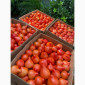 Ранні помідори різних сортів на продаж - фото № 3