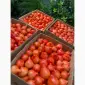Продам ранній помідор Закарпаття різних сортів - фото № 3